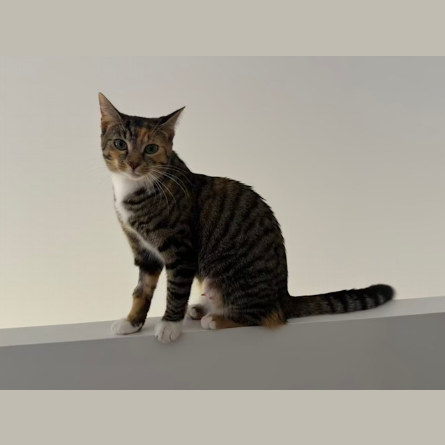 Photo of Ginny   Located In Northcote