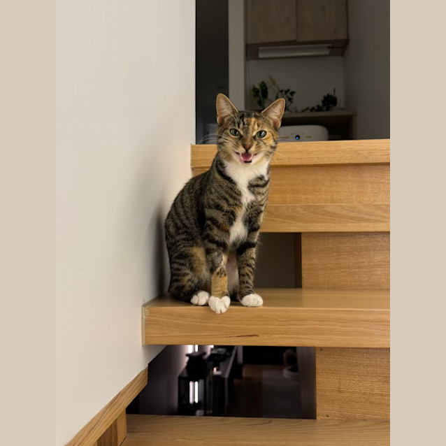 Photo of Ginny   Located In Northcote