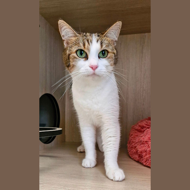 Photo of C1313  Tara