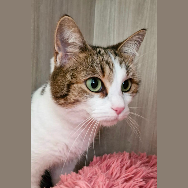 Photo of C1313  Tara