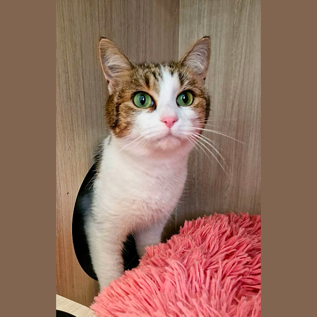 Photo of C1313  Tara