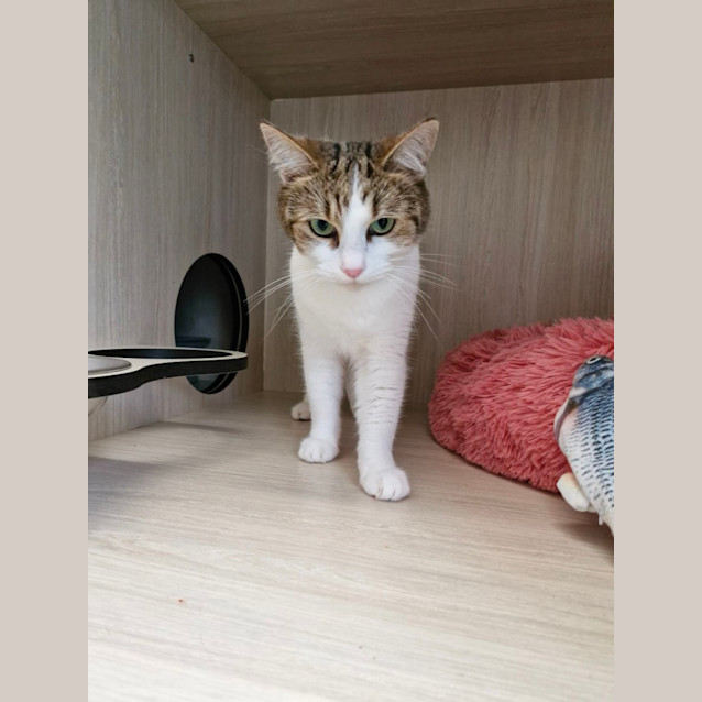 Photo of C1313  Tara