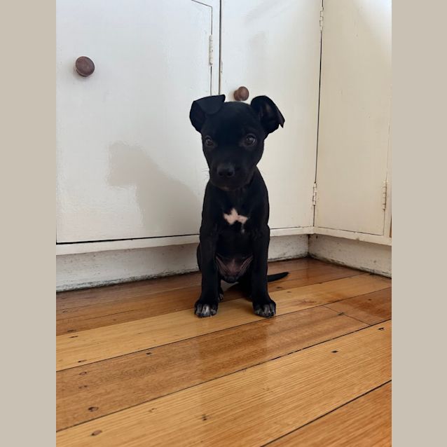 Photo of Sugar