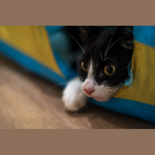 Photo of C1312 Belle