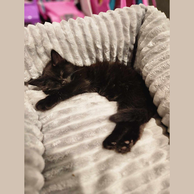 Photo of Shadow