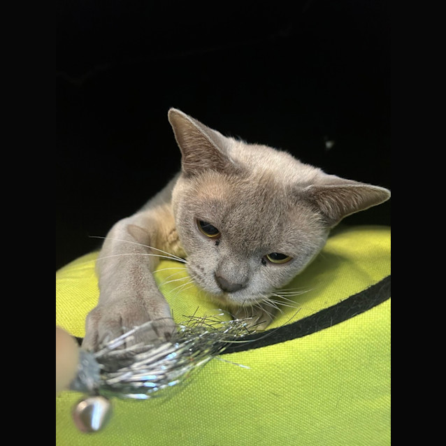 Photo of Sassie Cassie 