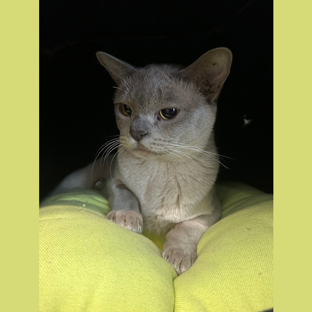 Photo of Sassie Cassie 
