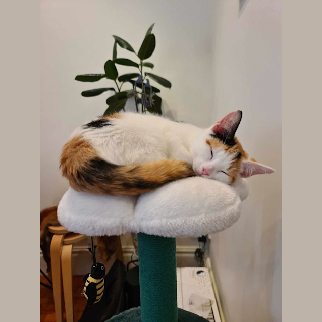Photo of Aurora