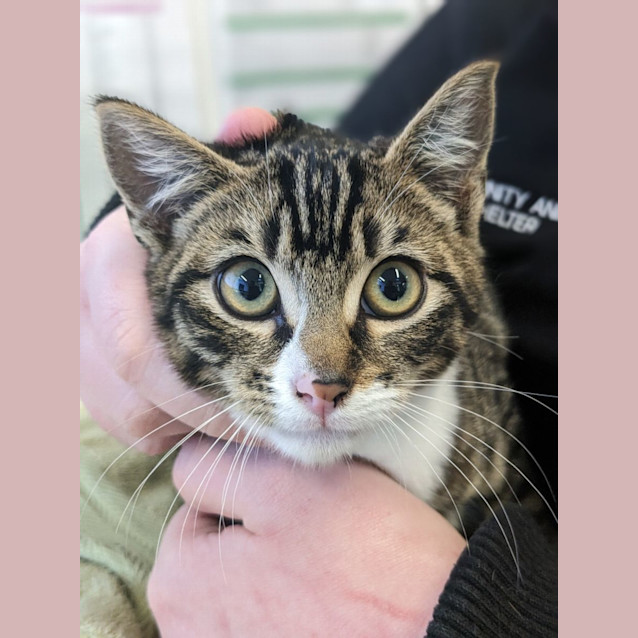 Photo of 🍮 Custard 5050 🍮