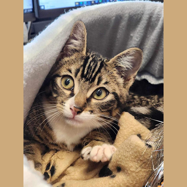 Photo of 🍮 Custard 5050 🍮