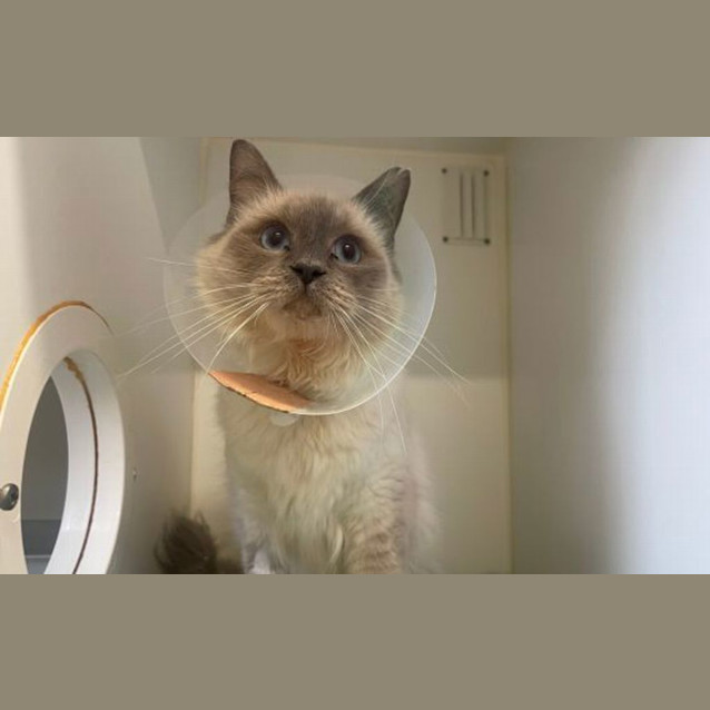 Photo of Creme Brulee