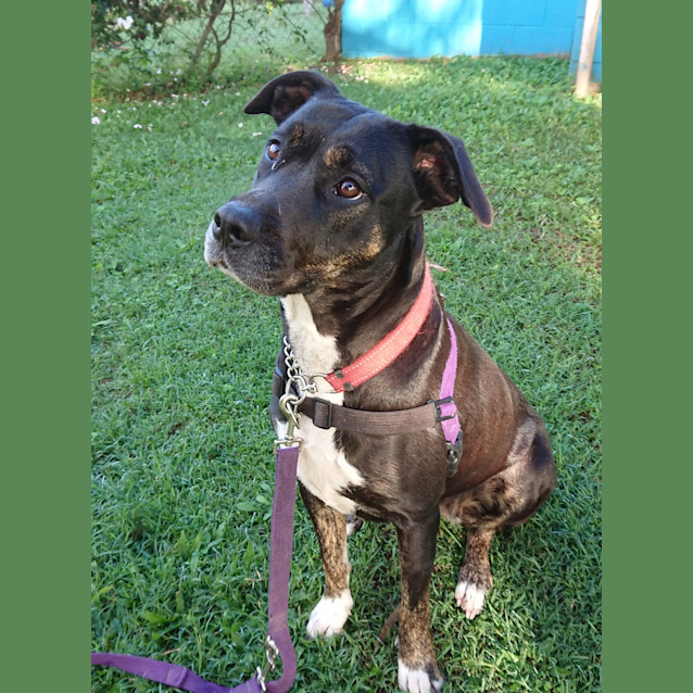 Photo of Sadie