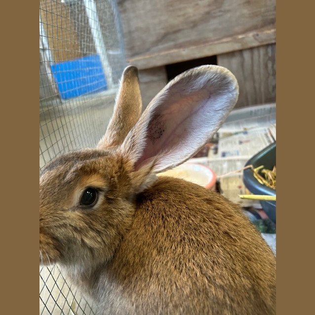 Photo of Ginger