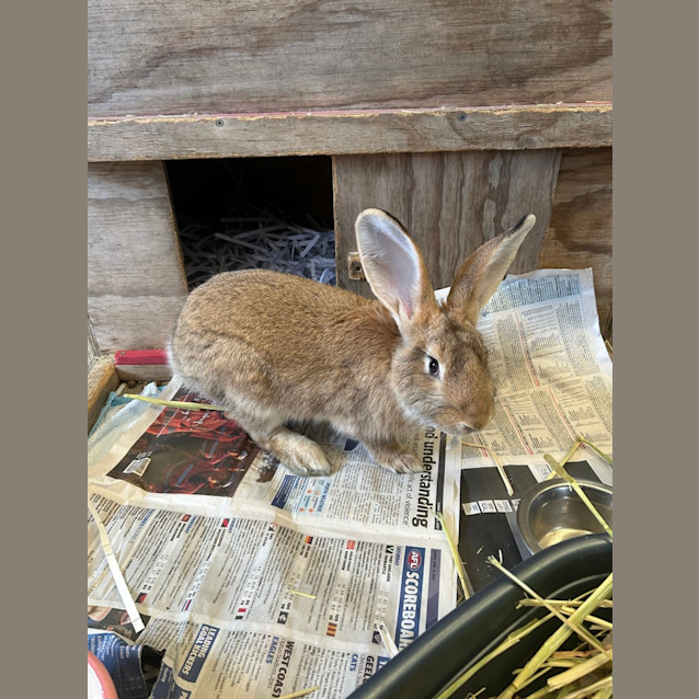 Photo of Ginger