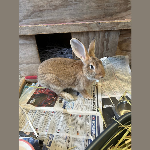 Photo of Ginger