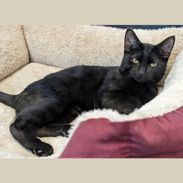 Photo of Kit