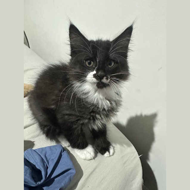 Photo of Pickle Rick