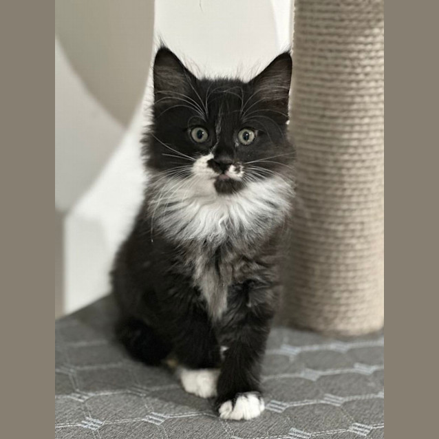 Photo of Pickle Rick