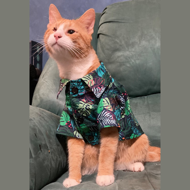 Photo of Captain Morgan