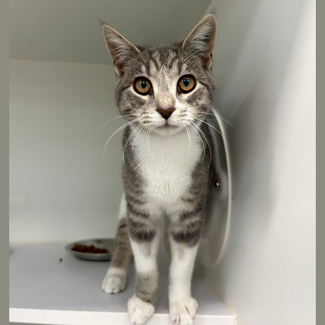 Photo of Grey