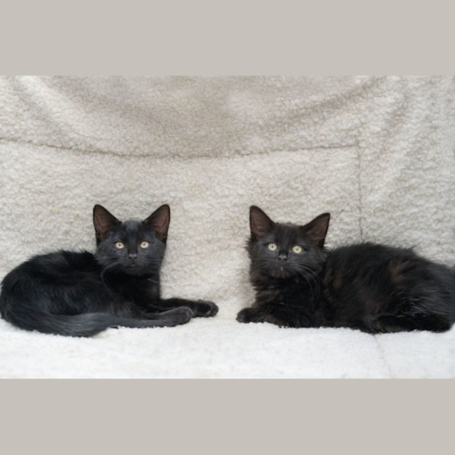 Photo of Loshi **2nd Chance Cat Rescue**