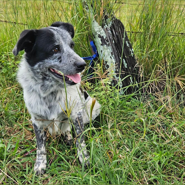 Photo of Banjo