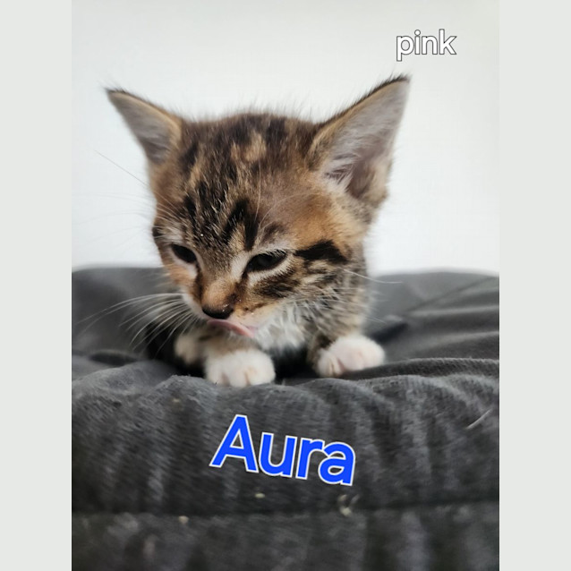 Photo of Aura