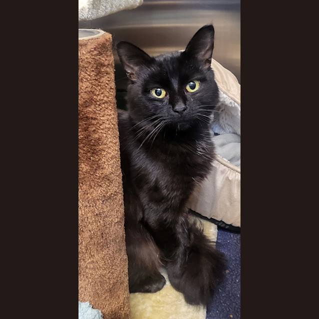 Photo of Midnight
