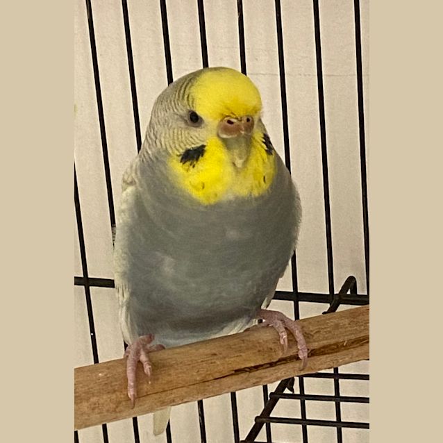 Photo of Ralphie