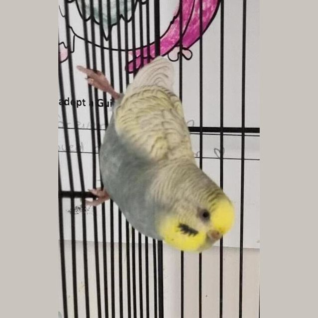 Photo of Ralphie