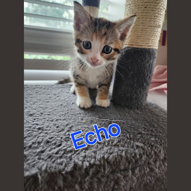 Photo of Echo