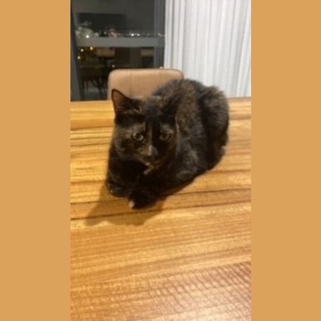 Photo of Nala