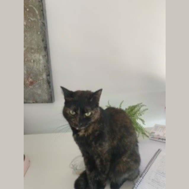 Photo of Nala
