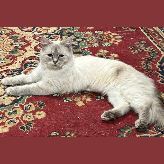 Photo of Willow