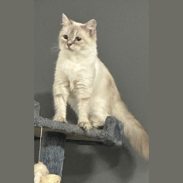 Photo of Willow