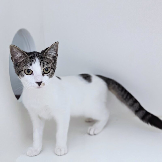 Photo of Dahlia