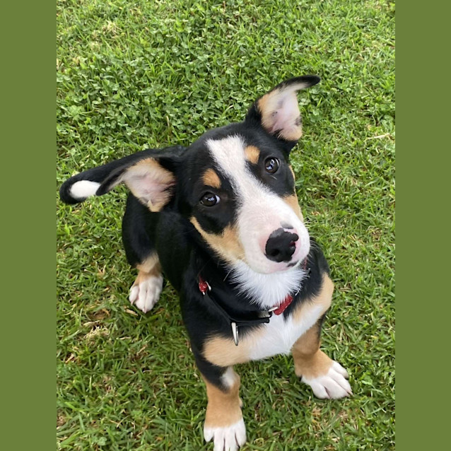 Photo of Daffodil