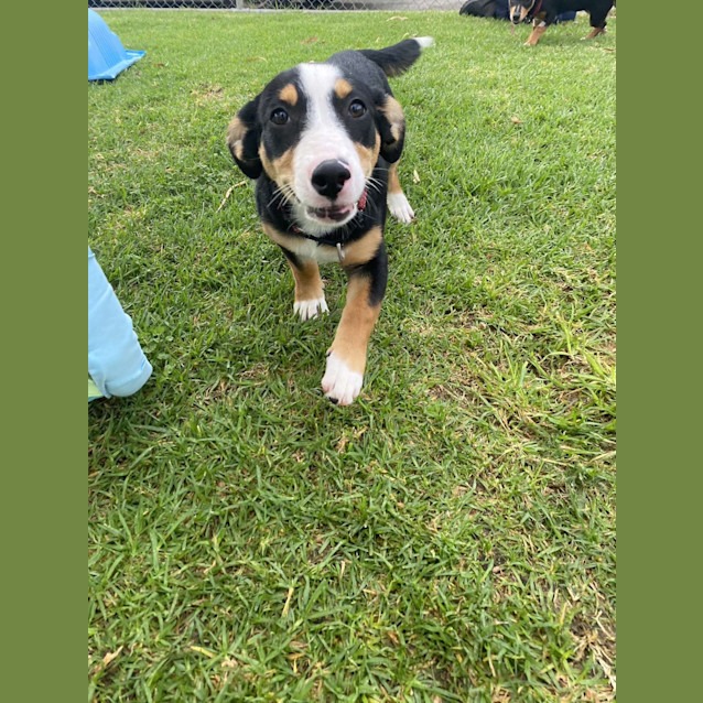 Photo of Daffodil