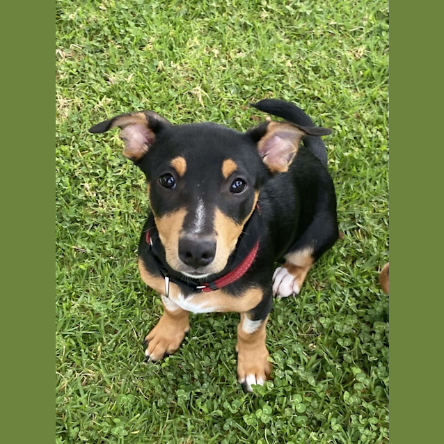 Photo of Daisy