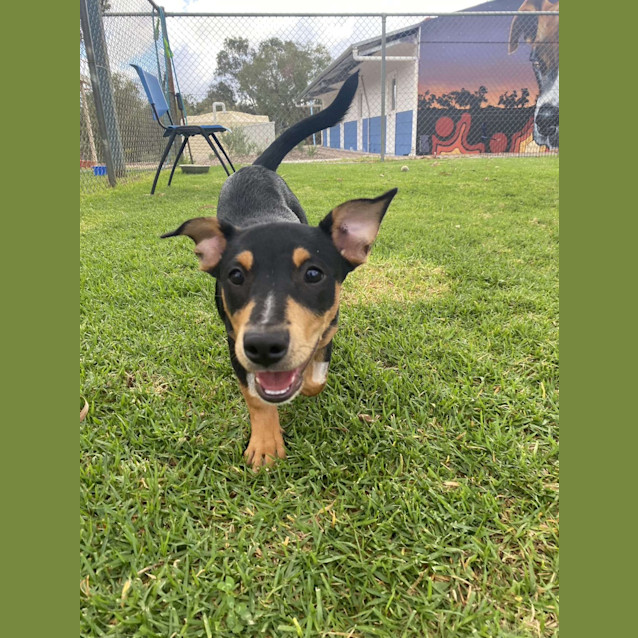 Photo of Daisy