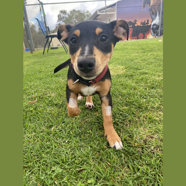 Photo of Daisy