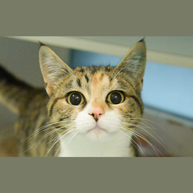 Photo of Willow