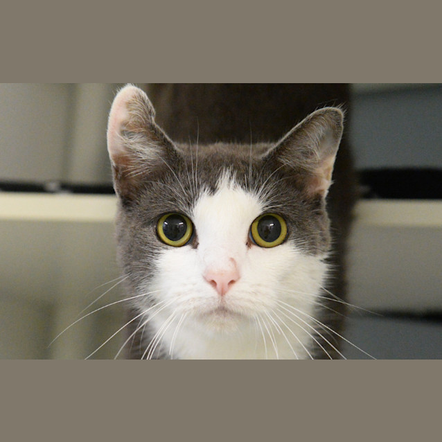 Photo of Pepper