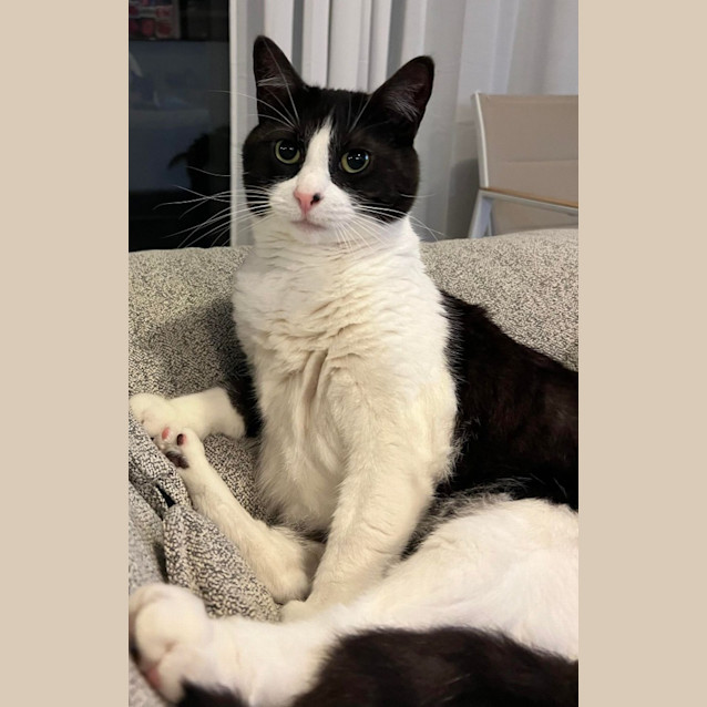 Photo of Zorro