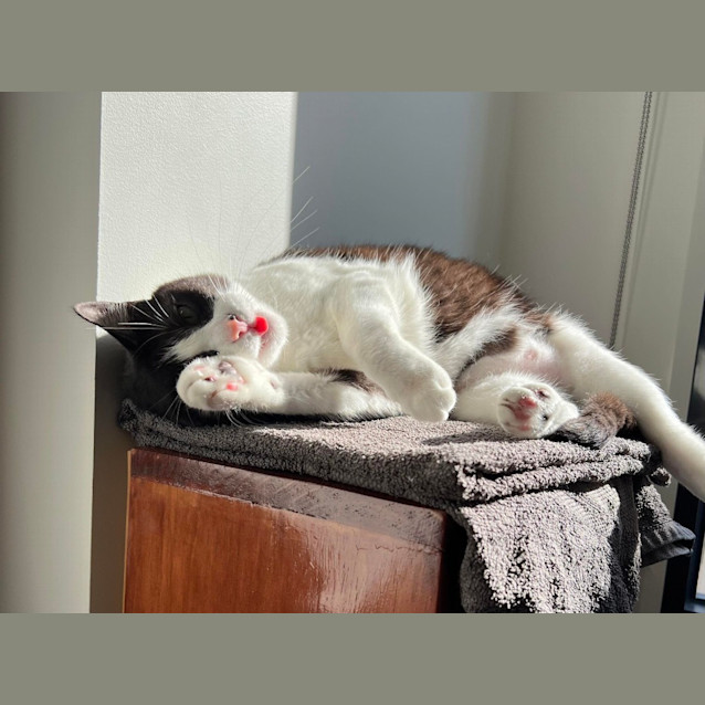 Photo of Zorro
