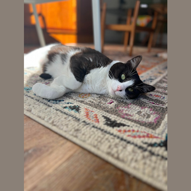 Photo of Zorro
