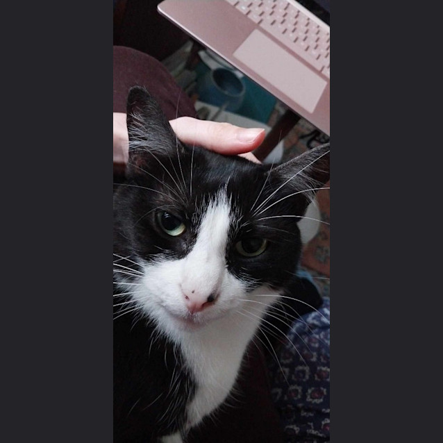 Photo of Zorro