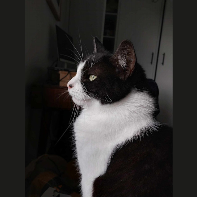 Photo of Zorro