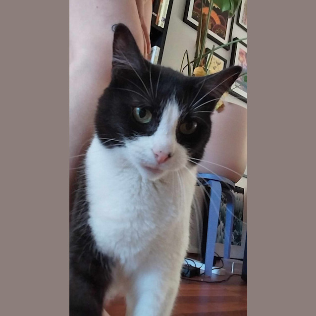 Photo of Zorro