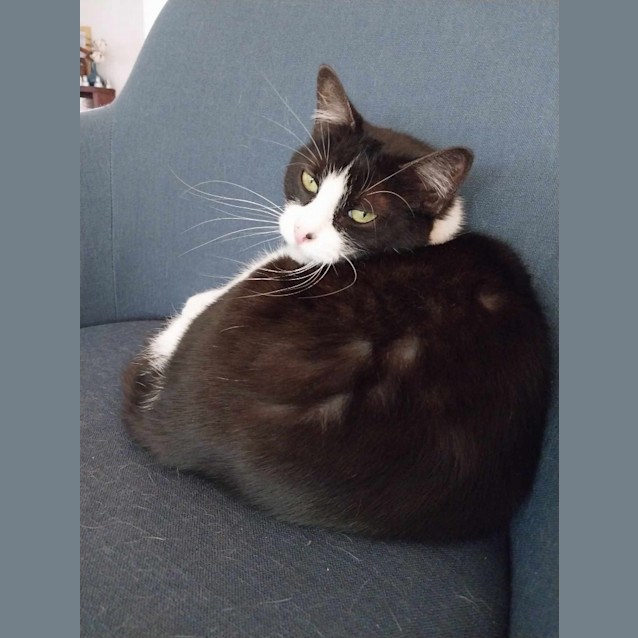 Photo of Zorro